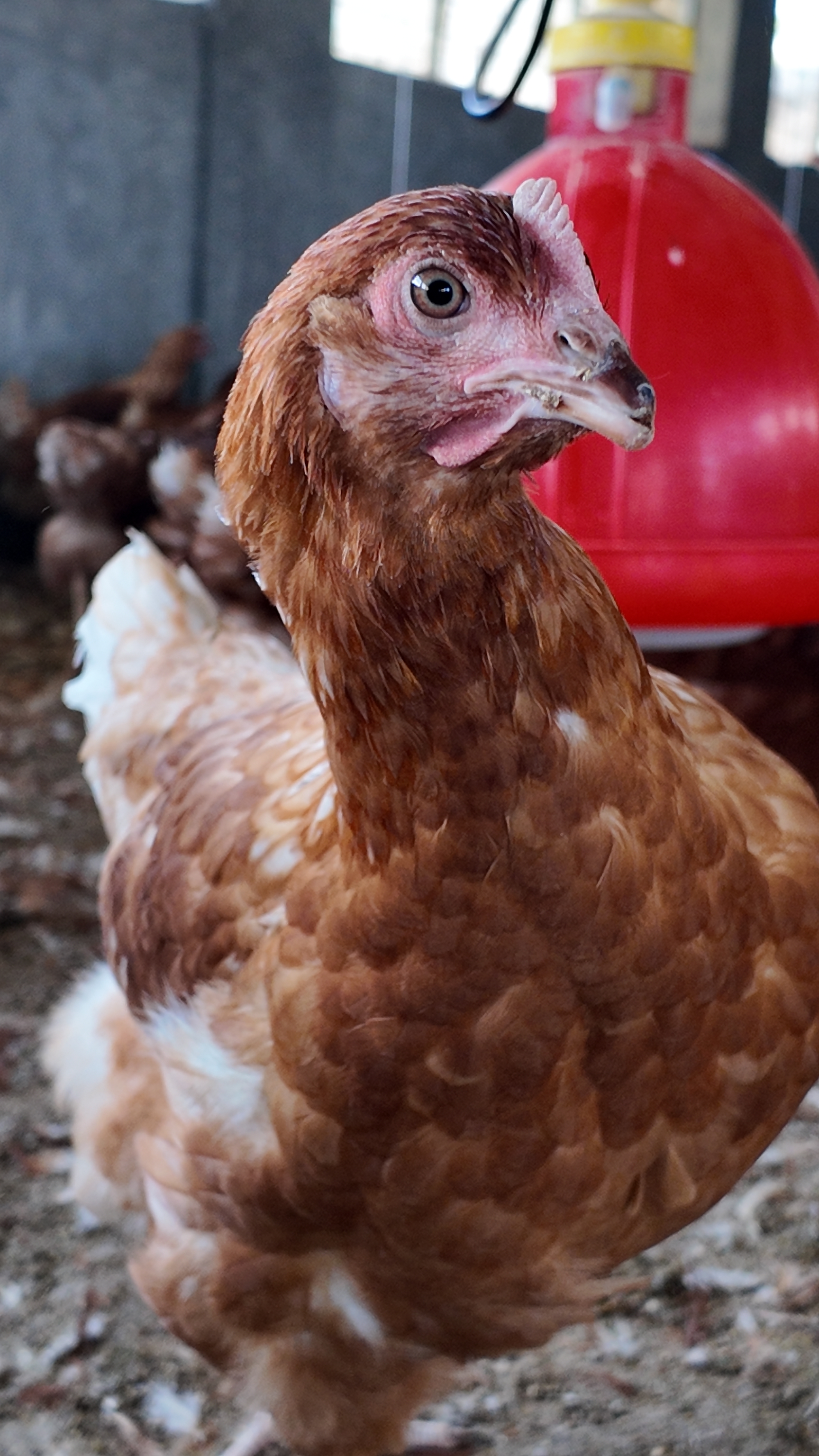 The future of farming